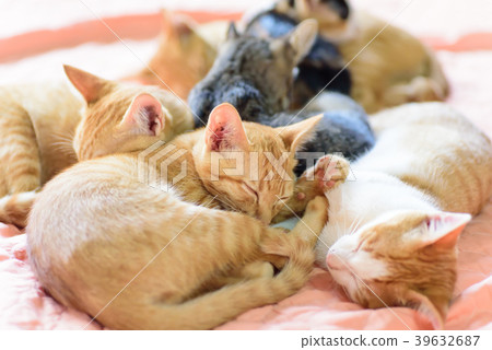 Cute cats are sleeping together, pet at home Cute cats are sleeping together, pet at home 39632687