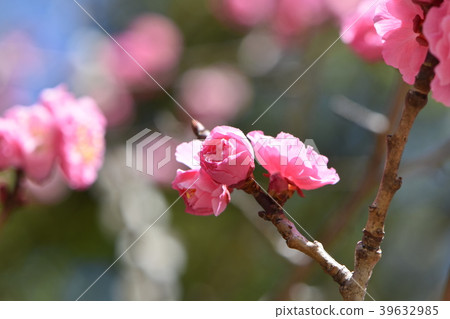 Ranmei of early spring Ranmei of early spring 39632985