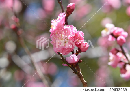 Ranmei of early spring Ranmei of early spring 39632989