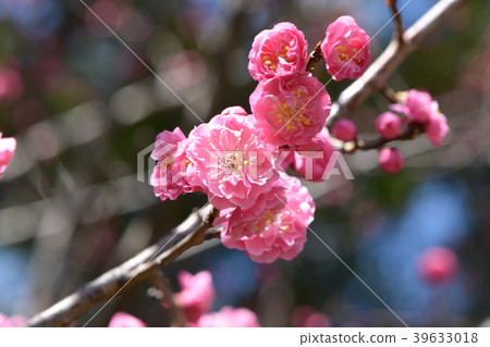 Ranmei of early spring Ranmei of early spring 39633018