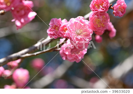 Ranmei of early spring 39633020