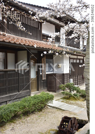 [Okayama Prefecture Shinjo Village] Shinjojuku Togaisenzakura 39634602