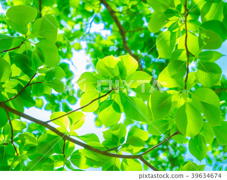 New green image 39634674