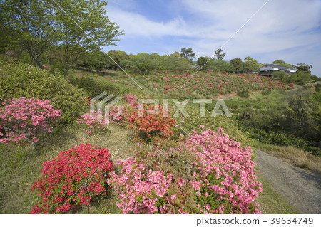 Taharasaka公園和杜鵑花 39634749