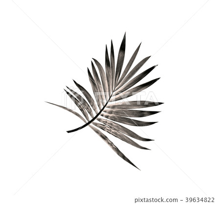 leaf of palm tree isolated on white background leaf of palm tree isolated on white background 39634822