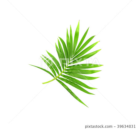 green leaf of palm tree isolated on white green leaf of palm tree isolated on white 39634831