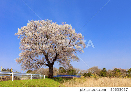 Golden cherry blossom Golden cherry blossom 39635017