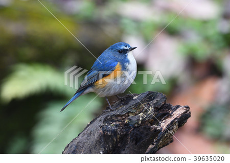 在Yakushi-ike公園的野生鳥 在Yakushi-ike公園的野生鳥 39635020