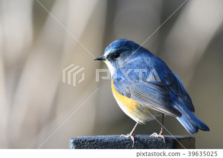 Wild bird at Yakushi-ike park Wild bird at Yakushi-ike park 39635025