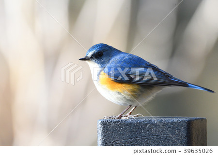 Wild bird at Yakushi-ike park Wild bird at Yakushi-ike park 39635026