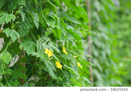 綠色窗簾綠色窗簾戈雅 39635040