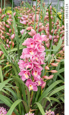 Purple Cymbidium flower in a garden. 39635124