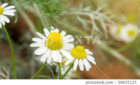 White camomile flower plant in a garden. 39635125