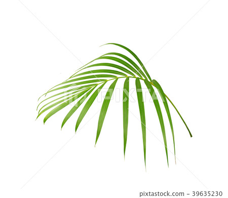 green leaf of palm tree isolated on white green leaf of palm tree isolated on white 39635230