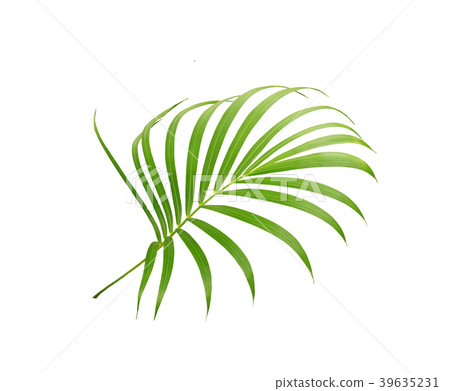 green leaf of palm tree isolated on white green leaf of palm tree isolated on white 39635231