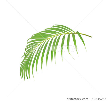 green leaf of palm tree isolated on white  39635233