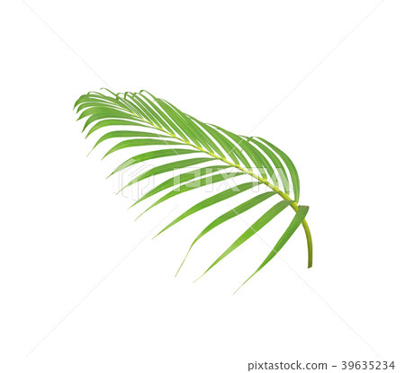 green leaf of palm tree isolated on white green leaf of palm tree isolated on white 39635234