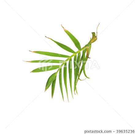 green leaf of palm tree isolated on white green leaf of palm tree isolated on white 39635236