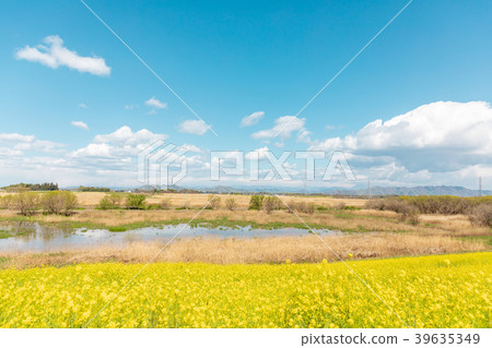  Watarose Yusui waterfront flower blossoms and white clouds in the blue sky 39635349