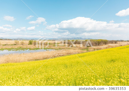  Watarose Yusui waterfront flower blossoms and white clouds in the blue sky 39635353