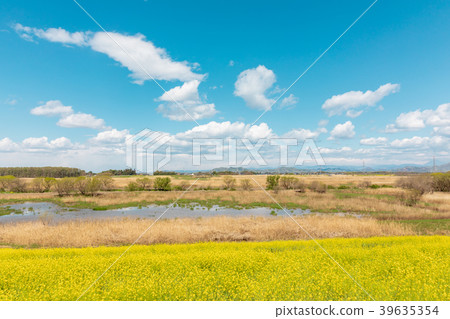 Watarose Yusui waterfront flower blossoms and white clouds in the blue sky 39635354