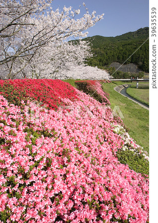 櫻花和杜鵑花組Amakusa Corejo Park 櫻花和杜鵑花組Amakusa Corejo Park 39635539