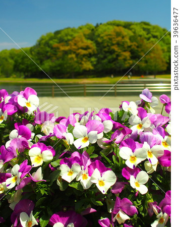 中提琴盛開的21世紀森林和廣場景觀 39636477