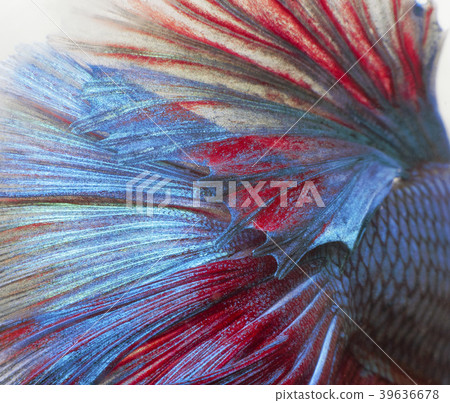 siamese fighting fish background 39636678