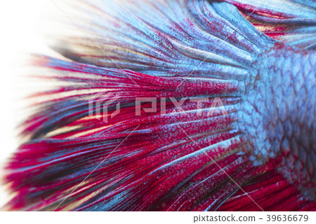 siamese fighting fish background siamese fighting fish background 39636679