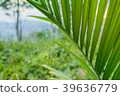 Peering through fern leaves and jungle greenery 39636779