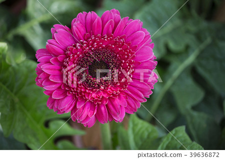 Pink gerbera jamesonii flower, Empress garden Pune Pink gerbera jamesonii flower, Empress garden Pune 39636872