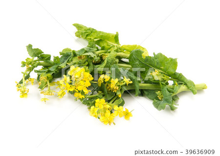 Rape blossoms Rape blossoms 39636909