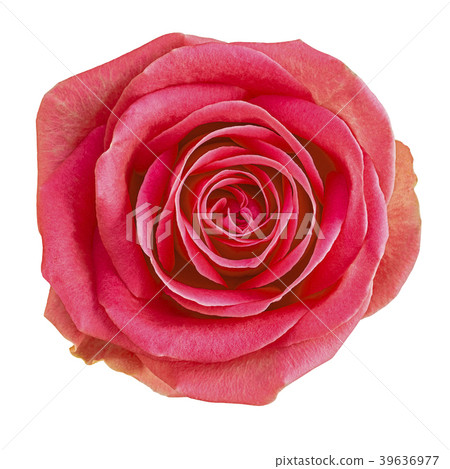 Flower red rose isolated on white background Flower red rose isolated on white background 39636977