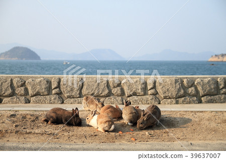 兔子在Okunojima島的海岸形成一個圓圈 39637007