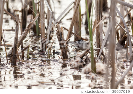 An Eurasian blackcap 39637019