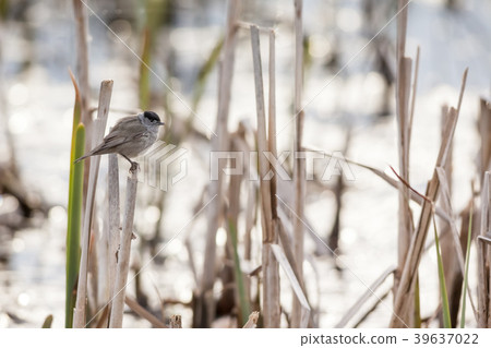 An Eurasian blackcap 39637022