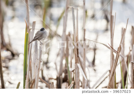 An Eurasian blackcap 39637023