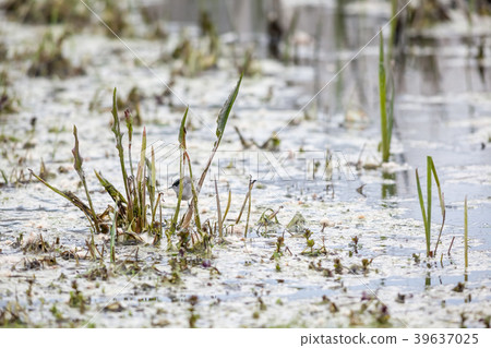 An Eurasian blackcap 39637025