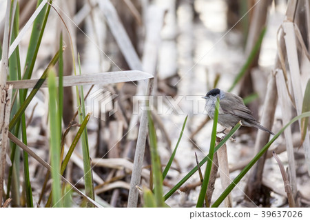 An Eurasian blackcap 39637026