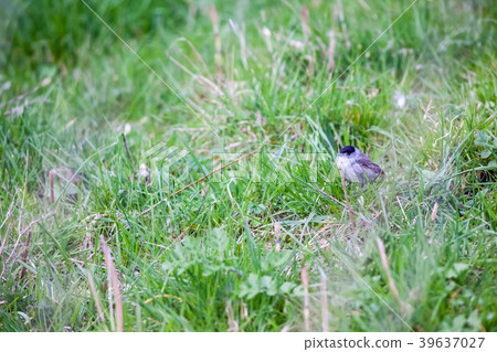 An Eurasian blackcap 39637027