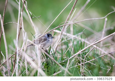 An Eurasian blackcap 39637029