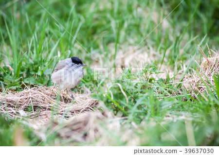 An Eurasian blackcap 39637030