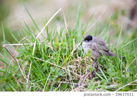 An Eurasian blackcap 39637031