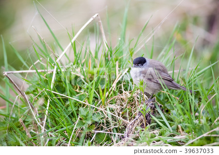 An Eurasian blackcap 39637033
