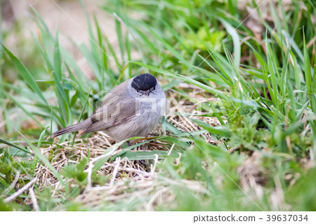 An Eurasian blackcap 39637034