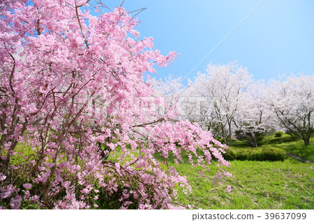 Pink weeping cherry tree 39637099