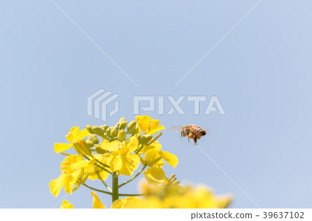 Rape blossoms and bees 39637102