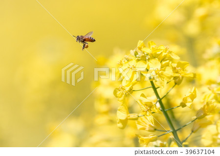 油菜花和蜜蜂 油菜花和蜜蜂 39637104