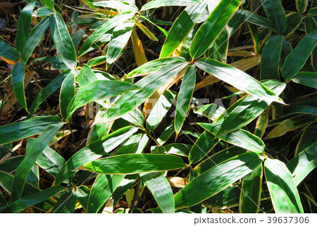 Bear Sada leaves Bear Sada leaves 39637306