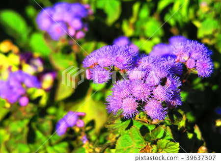 Agereatum Flower 39637307